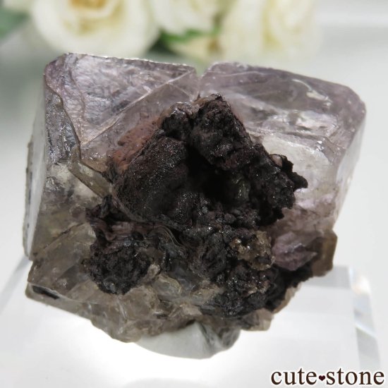ᥭ Ojuela Mine (ϥ) ե饤Ȥθ No.8μ̿3 cute stone