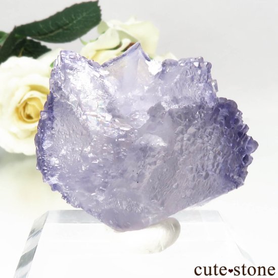 ꥫ ०åɹۻ ѡץ֥롼ե饤Ȥθ No.42μ̿1 cute stone