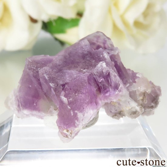 ꥫ ˥塼ᥭ Surprise Mine ѡץߥ꡼ե饤Ȥθ No.6μ̿1 cute stone