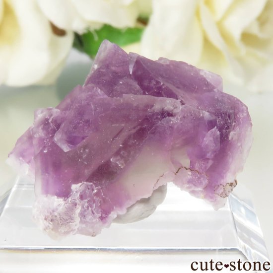 ꥫ ˥塼ᥭ Surprise Mine ѡץߥ꡼ե饤Ȥθ No.6μ̿2 cute stone