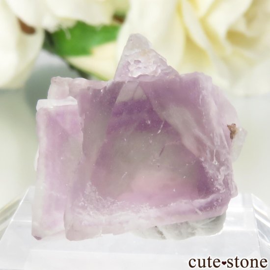 ꥫ ˥塼ᥭ Surprise Mine ѡץߥ꡼ե饤Ȥθ No.7μ̿0 cute stone