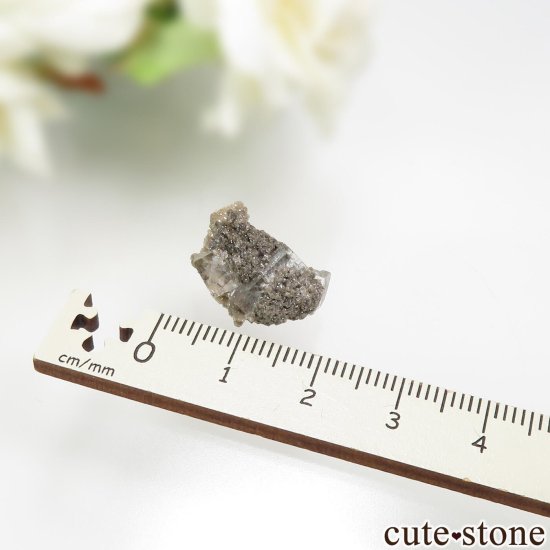 ˥塼衼 Walworth 顼쥹ե饤Ȥθ No.4μ̿3 cute stone