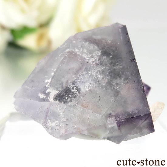 ɽ Wild Blue Indian Mine ѡץߥ꡼ե饤Ȥθ No.1μ̿0 cute stone