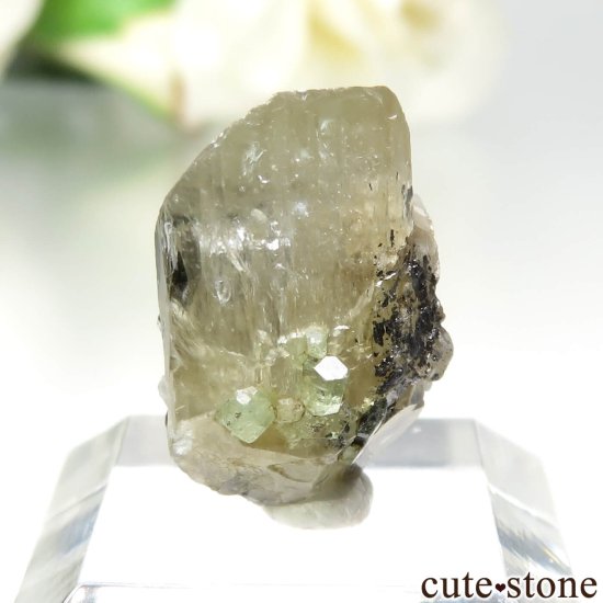 󥶥˥ ĥܥ饤ȡץȤθ No.29μ̿2 cute stone