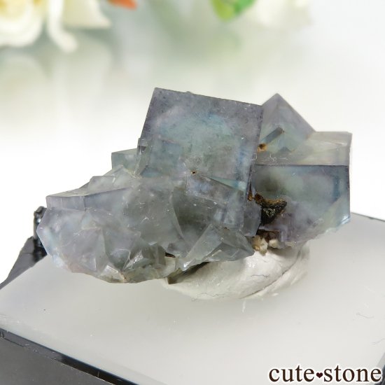 Gene Raynold's collection ʥߥӥ Okorusu Mine ꡼ߥ֥롼ե饤Ȥμ̿1 cute stone