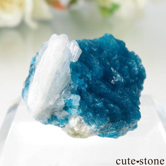  ץ͡ Х󥵥ȡƥХȤθ No.42μ̿0 cute stone