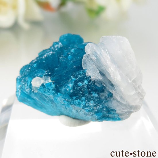  ץ͡ Х󥵥ȡƥХȤθ No.42μ̿1 cute stone