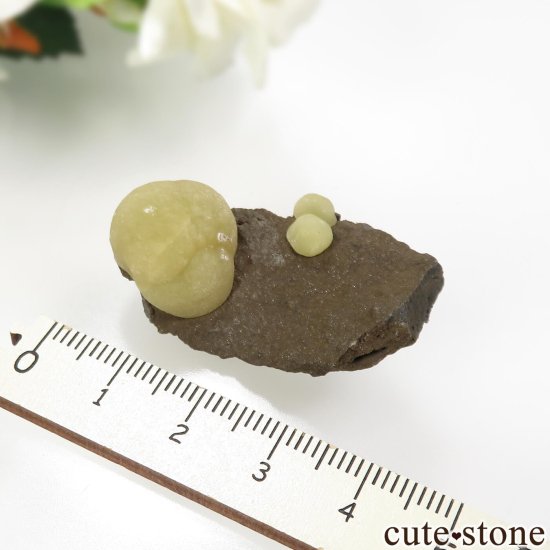 ꥢ Campomorto 륵Ȥθ No.1μ̿3 cute stone