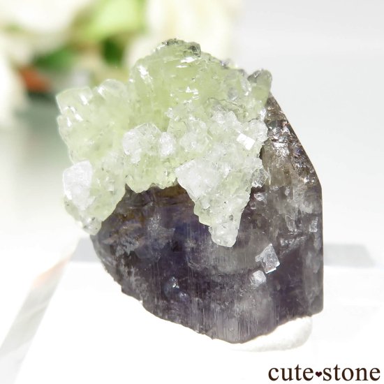 󥶥˥ ˻ 󥶥ʥȡץʥȤθ No.97μ̿0 cute stone