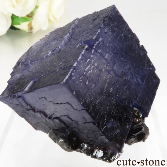 ꥫ ०åɹۻ ѡץ֥롼ե饤ȡե饤Ȥθ No.43μ̿2 cute stone