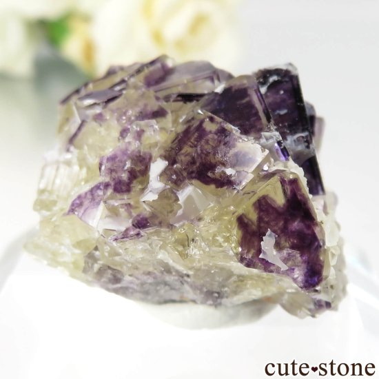 ʥߥӥ Okorusu Mine Purple Bunny Pocket ե饤Ȥθ No.28μ̿1 cute stone
