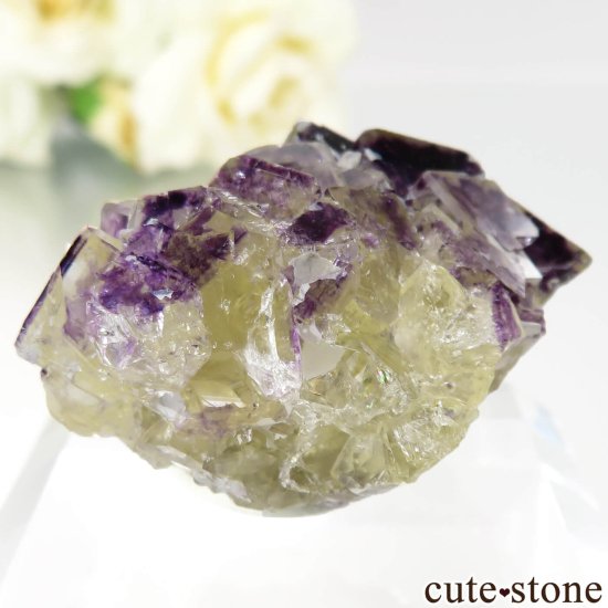 ʥߥӥ Okorusu Mine Purple Bunny Pocket ե饤Ȥθ No.28μ̿2 cute stone