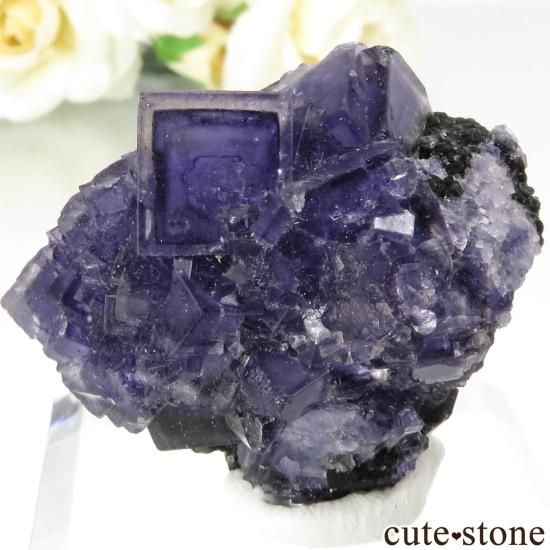 MEOWWWTHRA スドラ(パープル)蓄光 MEOWWWTHRA スドラ(パープル)蓄光