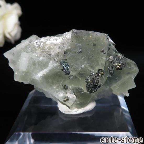 ɥ Niederschlag mine ߥ֥롼ե饤ȡ륳ѥ饤Ȥθ No.6