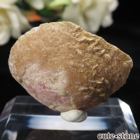 를 Capillitasɥȡʥ󥫥ˤΥ饤() No.9μ̿1 cute stone