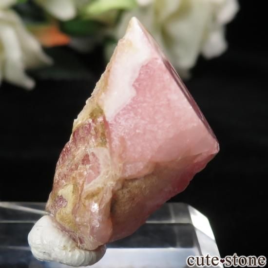 를 Capillitasɥȡʥ󥫥ˤΥ饤() No.10μ̿0 cute stone