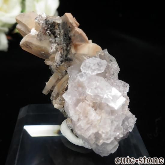 ɥ Clara Mine ե饤ȡХ饤Ȥθ No.14μ̿1 cute stone
