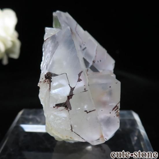 ɥ Clara Mine ե饤Ȥθ No.18μ̿0 cute stone