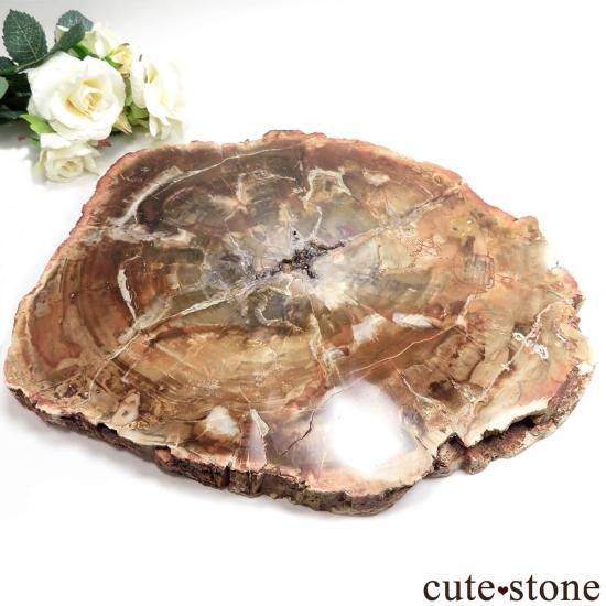 ペトリファイドウッド(珪化木)のスライス No.8 - cute stone - ペトリファイドウッド(珪化木)のスライス No.8 - cute stone -