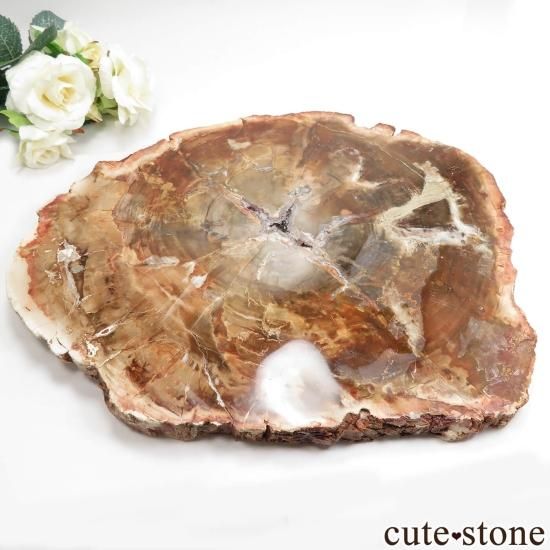 ⭐︎天然石　珪化木　スライス ペトリファイドウッド（珪化木）のスライス No.8 - cute stone -