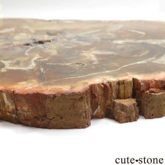 ペトリファイドウッド(珪化木)のスライス No.8 - cute stone - ペトリファイドウッド(珪化木)のスライス No.8 - cute stone -