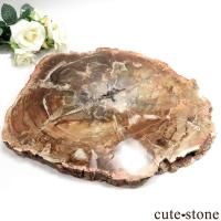 ペトリファイドウッド(珪化木)の意味・鉱物辞典 cute stone ペトリファイドウッド(珪化木)の意味・鉱物辞典 cute stone