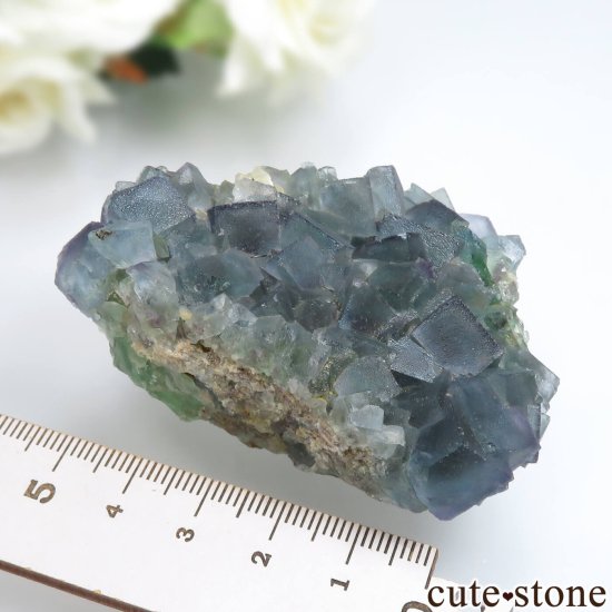 ʥߥӥ ֥롼ߥ꡼ե饤Ȥθ No.1μ̿6 cute stone