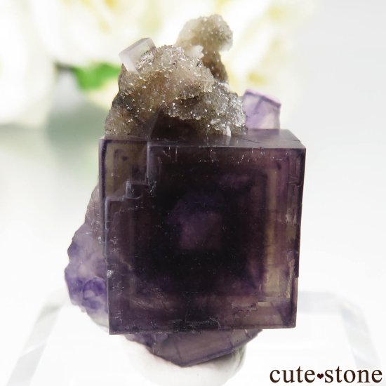 µ Jingbian ѡץߥե饤ȡĤθ No.1μ̿0 cute stone