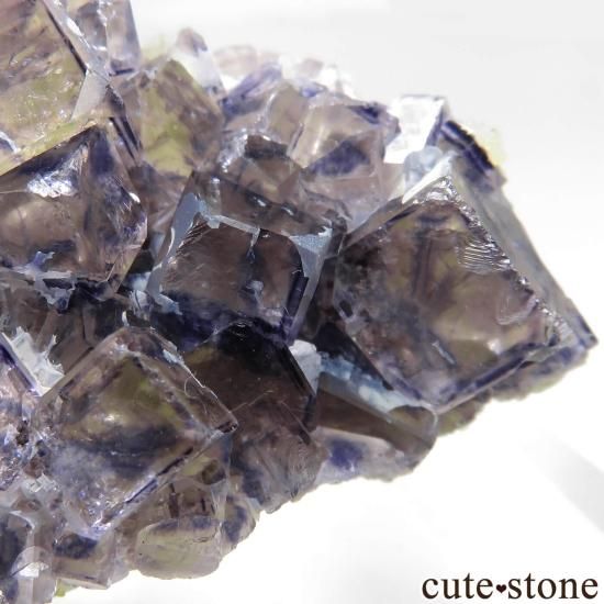 ʥߥӥ Okorusu Mine Purple Bunny PocketD Pit˻ ե饤Ȥθ No.31μ̿0 cute stone