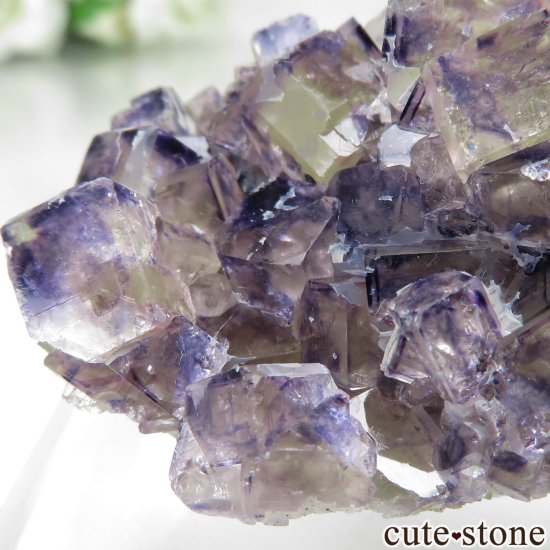 ʥߥӥ Okorusu Mine Purple Bunny PocketD Pit˻ ե饤Ȥθ No.31μ̿1 cute stone