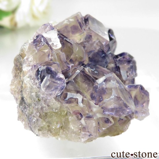 ʥߥӥ Okorusu Mine Purple Bunny PocketD Pit˻ ե饤Ȥθ No.31μ̿2 cute stone