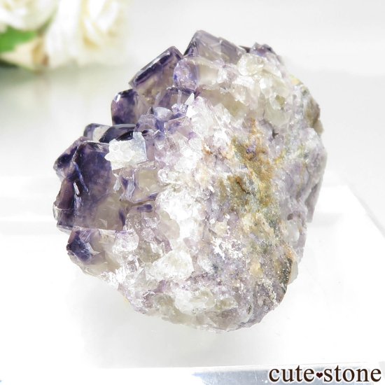 ʥߥӥ Okorusu Mine Purple Bunny PocketD Pit˻ ե饤Ȥθ No.31μ̿4 cute stone