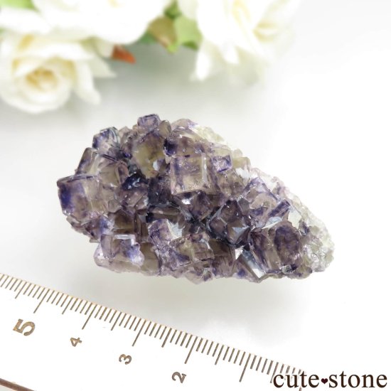 ʥߥӥ Okorusu Mine Purple Bunny PocketD Pit˻ ե饤Ȥθ No.31μ̿5 cute stone