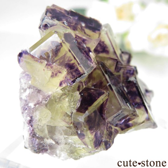 ʥߥӥ Okorusu Mine Purple Bunny PocketD Pit˻ ե饤Ȥθ No.32μ̿1 cute stone