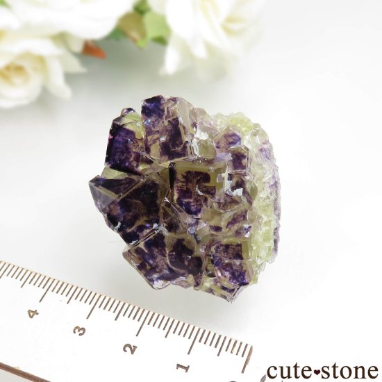 ʥߥӥ Okorusu Mine Purple Bunny PocketD Pit˻ ե饤Ȥθ No.32μ̿4 cute stone
