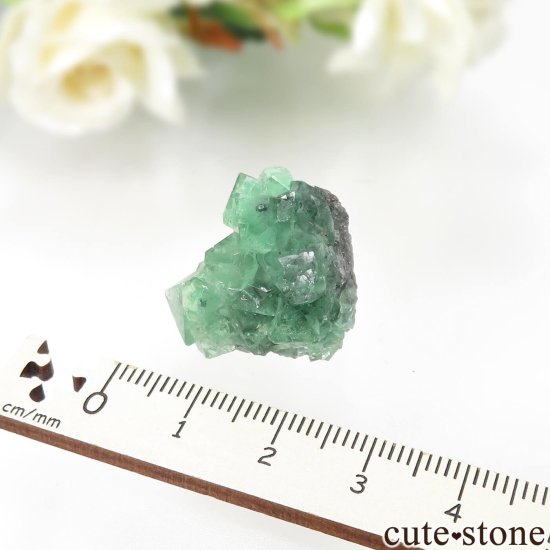 ڥ롼 Milpo mine ե饤ȡġѥ饤Ȥθ No.1μ̿3 cute stone