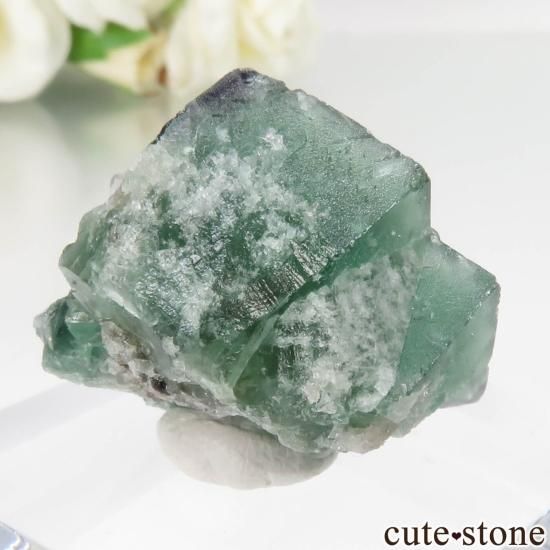 レディアナベラ（Lady Annabella）Excavator Terminator Pocket産