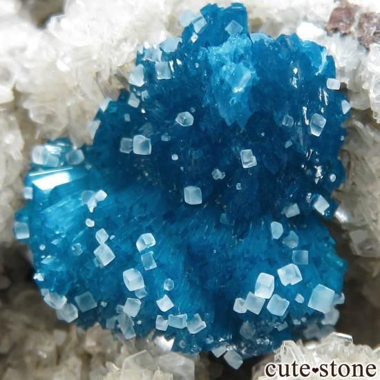  ץ͡ Wagholi Х󥵥ȡ륵ȡҥ塼Ȥθ No.53μ̿2 cute stone