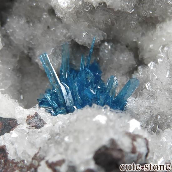  ץ͡ Wagholi ڥ󥿥ʥȡҥ塼Ȥθ No.5μ̿1 cute stone