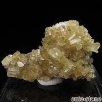 ꥢ Monte Mesu Х饤Ȥθ No.1β