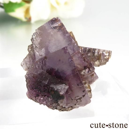 ڥ Berbes ѡץե饤Ȥθ No.28μ̿0 cute stone