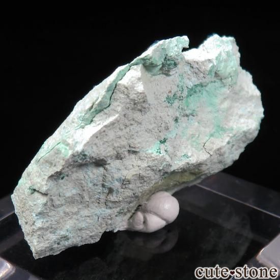 コンゴ Kalukuluku産 コルネタイトの原石 No.1の写真1 cute stone