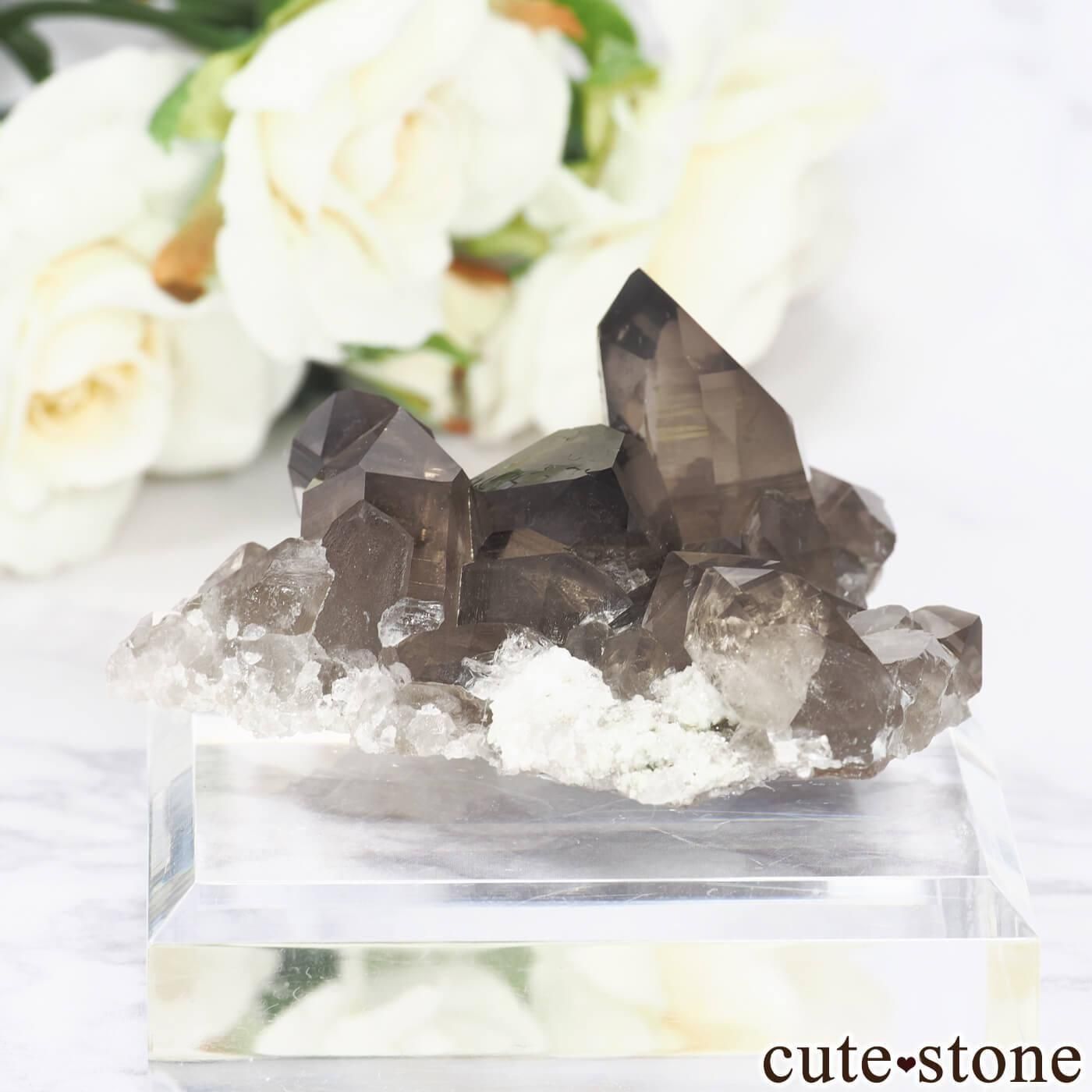 ե ֥󻺡ʥץ ⡼ġʿ徽 No.8μ̿0 cute stone