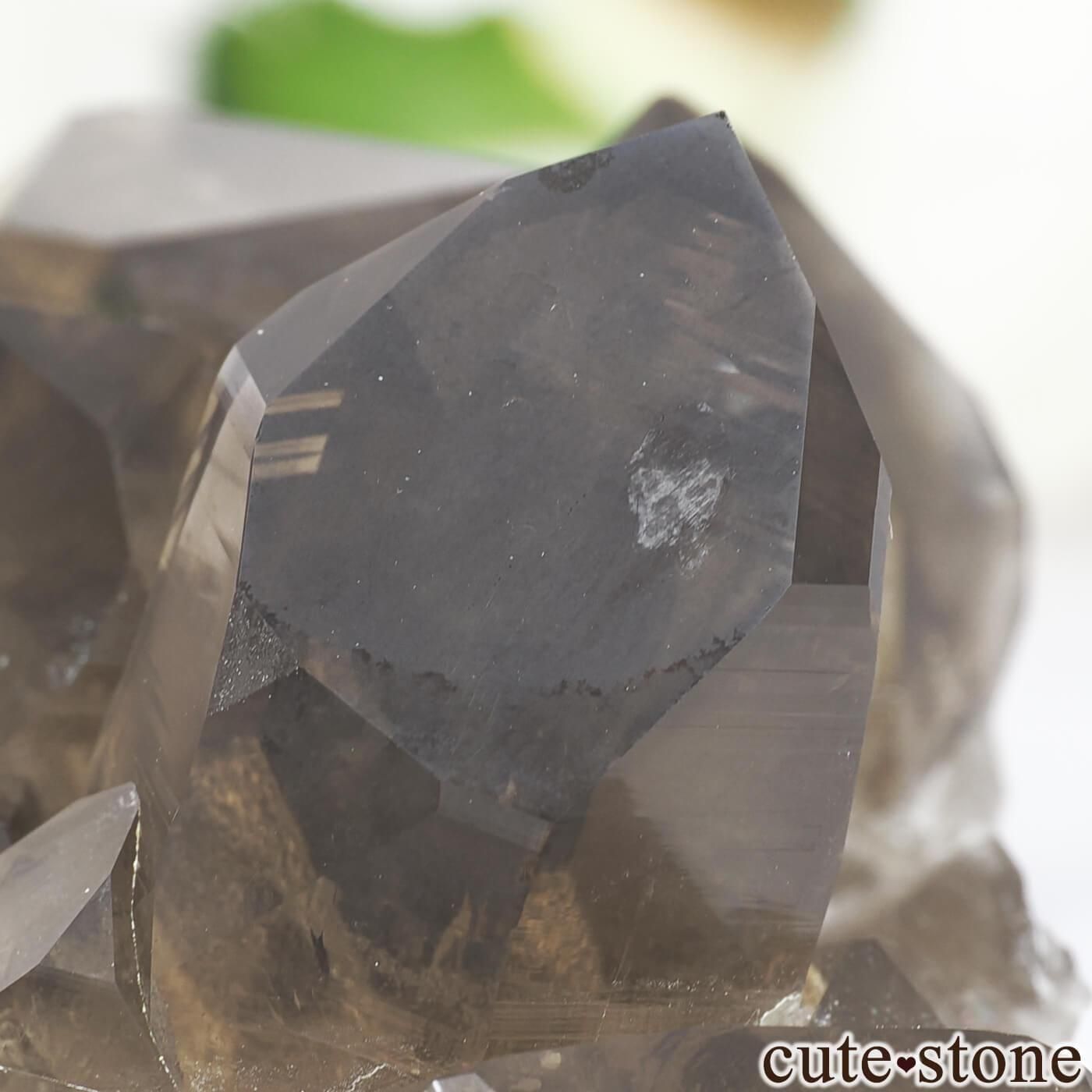 ե ֥󻺡ʥץ ⡼ġʿ徽 No.8μ̿3 cute stone