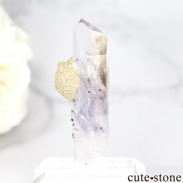 ʥߥӥ ֥ɥС Goboboseb 饤ȥ顼᥸ȡ⡼ġץʥ No.14β