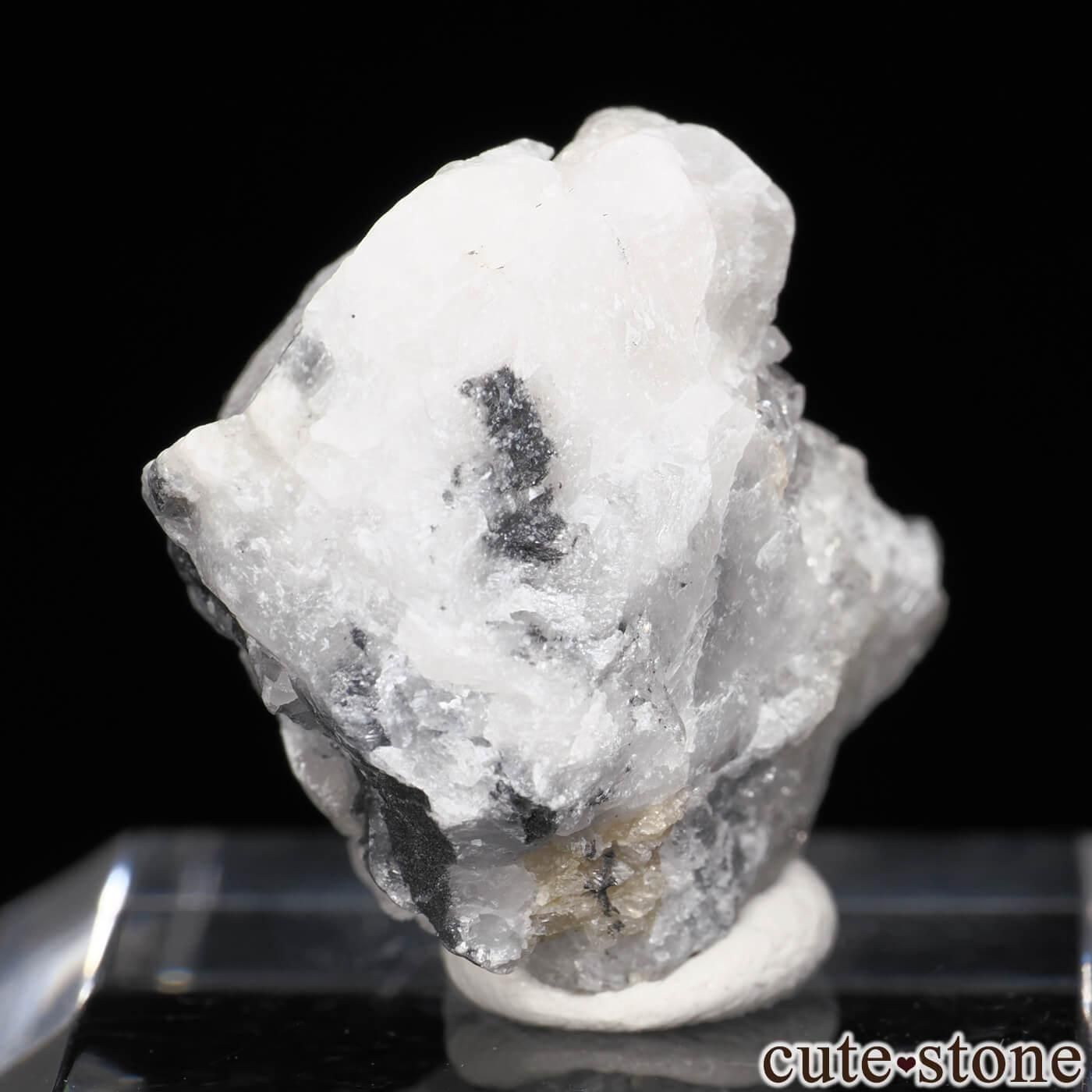 コロンビア産　キプリスモルフォ　116mm 91512-1_1440x.jpg?v=1680056872