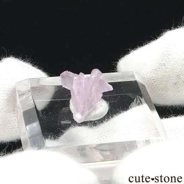 ���٥�������侦�� �ѡ��ץ륢�ѥ����Ȥβ���