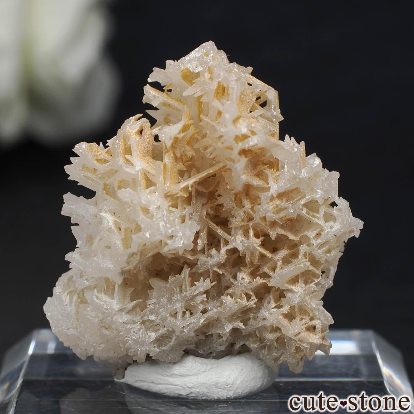 セルサイト スノーフレーク イラン産 鉱物標本 イラン セルサイト 1333