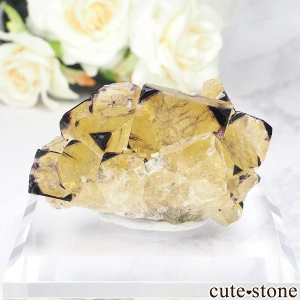 ʥߥӥ Okorusu MineD-Pit ե饤Ȥθ No.71β