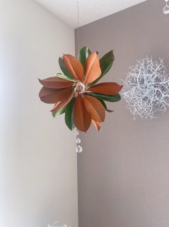 magnolia sun